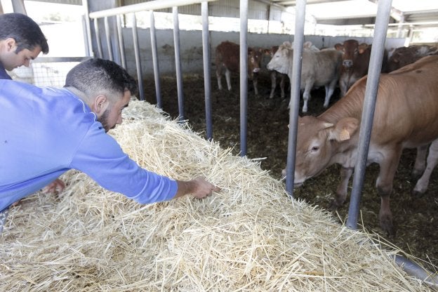 Uno de los alumnos echa de comer a los terneros junto con el monitor, en las instalaciones de Cooprado. :: Lorenzo Cordero/