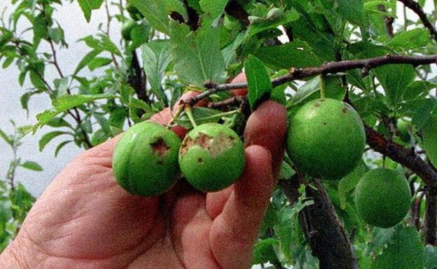Fruta arruinada por una tormenta de granizo. /Hoy