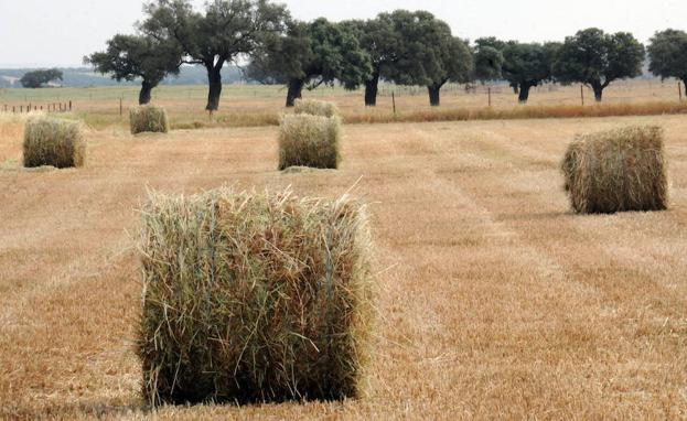 Pacas de cereal en un campo de La Morera, en la comarca de Zafra./HOY