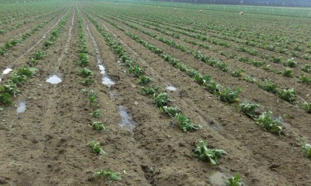 Plantación dañada por una tormenta. :: hoy
