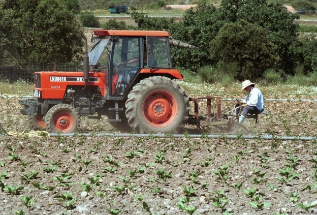 Campo de cultivo de tabaco en la zona de Campo Arañuelo. :: lorenzo cordero