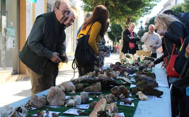 Exhibición de ejemplares, el año pasado. /I.A.