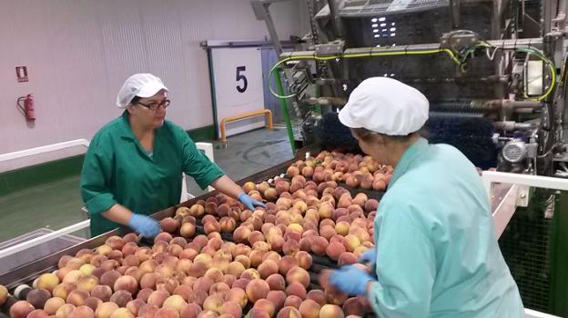 Trabajadoras en una cooperativa de fruta extremeña. :: hoy/