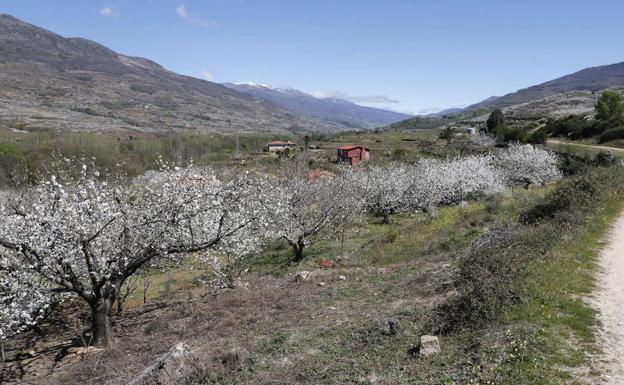 Cultivo de cerezos en el Valle del Jerte:: HOY/