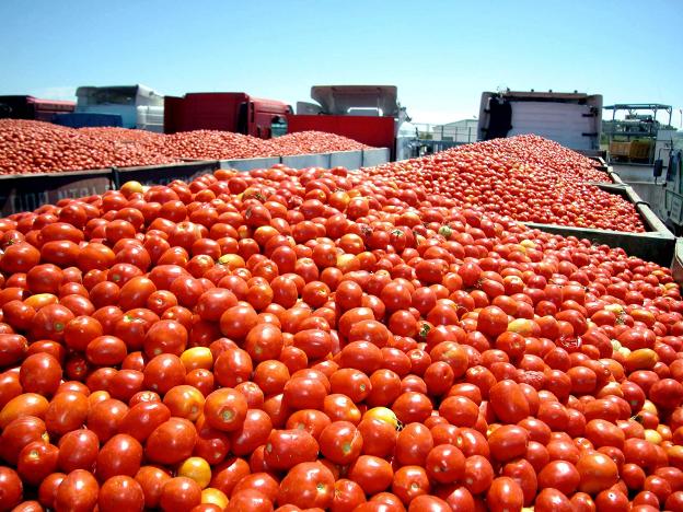 Remolques de tomates. :: hoy/