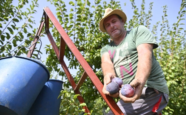 Máximo de la Rosa, de Olirsi, recoge ciruelas en la finca La Adelantada.