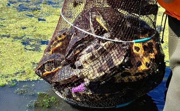 Trabajos de control de tortuga de Florida.