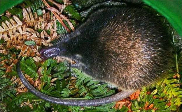 Uno de los pocos ejemplares de desmán ibérico presentes en Sierra de Gredos