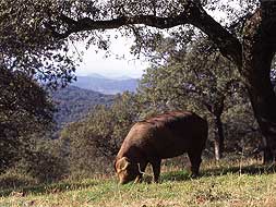 La dehesa sólo se da como tal en las regiones de Extremadura, Andalucía y el sur de Castilla y León. / HOY/