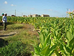 Plantación de tabaco en el Valle del Tiétar. / HOY/