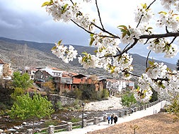 Ramas de un cerezo en flor en Cabezuela del Valle, atravesada por el río Jerte. / PALMA/