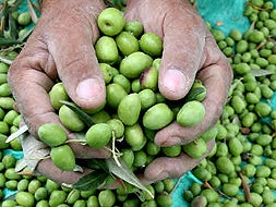 La cosecha de aceituna bajará este año según COAG.|HOY/