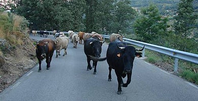 Las vacas tomarán carreteras y calles en el fin de semana. / AG/