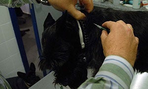 Un veterinario de Mérida coloca el identificador eléctrico a un perro en su clínica. :: brígido/