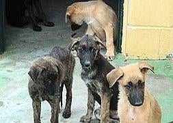 Siex denuncia mala atención a ocho cachorros en la perrera