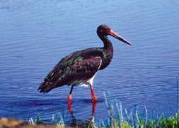 La UE aprueba dos nuevas zonas de Interés Especial para Aves