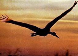 Extremadura es la única región europea con zepas urbanas