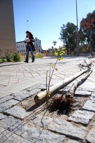 Un árbol destrozado en uno de los últimos botellones; al fondo, el cuartel Infanta Isabel. / JORGE REY/