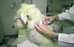 Un veterinario le implanta, mediante una inyección, un microchip a un perro. / HOY/
