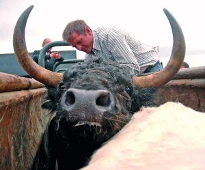 El mayoral de Jandilla, Ángel Pérez, cura a Timonel. :: CASIMIRO MORENO/