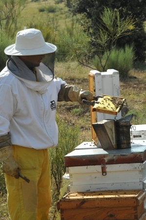 La misteriosa muerte de las abejas