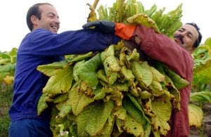 PP y PSOE no rechazan la directiva europea que ataca al cultivo de tabaco