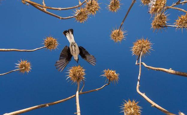 Dos fotos de aves del almendralejense José Elías, entre las mejores del mundo