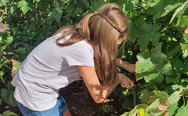 Las familias vuelven al Museo del Vino para conocer cómo se hace la vendimia