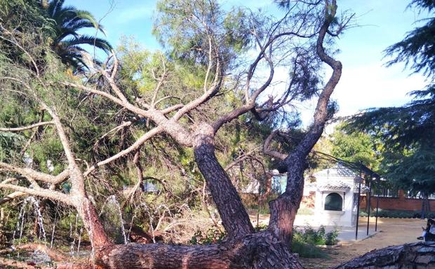 Un árbol de grandes dimensiones se ha caído esta tarde en el paseo central del parque de la Piedad