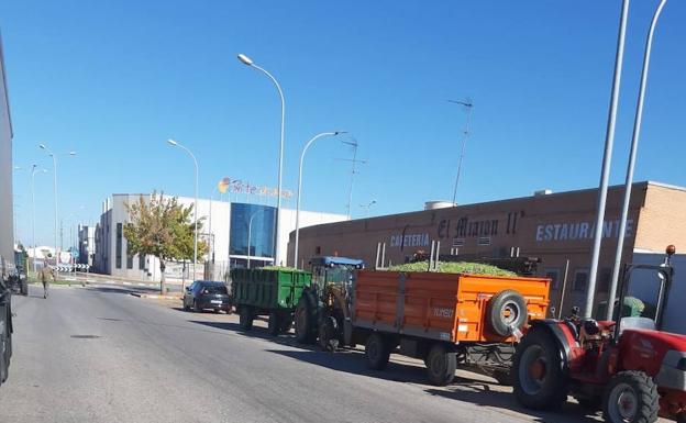 Los productores de aceitunas se plantean no coger el fruto ante los precios impuestos por los industriales