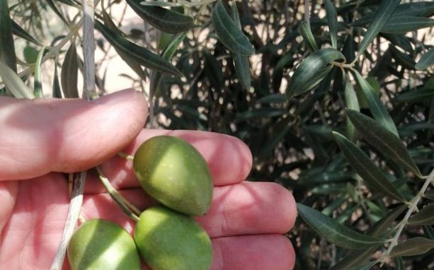 La Unión convoca un paro en el campo para este jueves en protesta por el precio de las aceitunas de verdeo