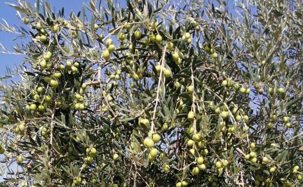 Los agricultores confían en que la aceituna de almazara compense la «campaña nefasta» de verdeo