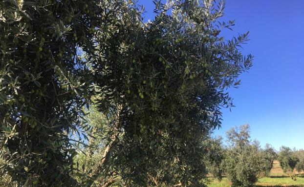 La aceituna de verdeo se ha pagado un 20% por debajo del coste de producción, según la Comunidad de Labradores