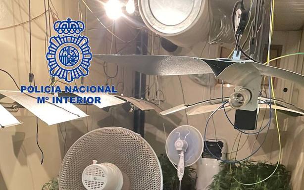 Detenido un hombre por cultivar 243 plantas de marihuana y defraudación de electricidad