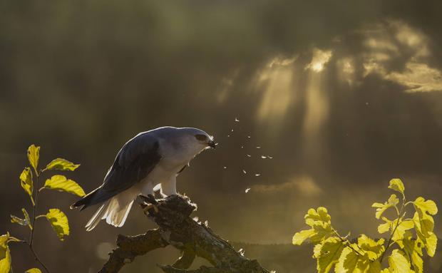 Una foto de Pepe Elías gana el Premio Viera y Clavijo del I Concurso Internacional de Fotografía de Naturaleza NaturViera 2021