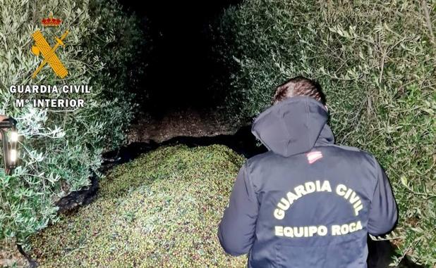 Detenidos dos hombres por sustraer 16.000 kilos de aceitunas en cinco fincas de Almendralejo