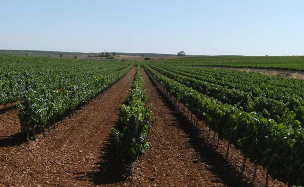 La DO Ribera del Guadiana organiza el I Concurso de poda