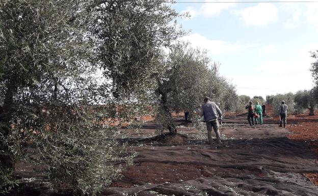 La Comunidad de Labradores exige oficializar los costes de producción de la uva y la aceituna