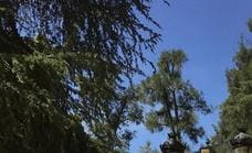 Nominan al Ayuntamiento con el premio La Motosierra de Atila por las «podas exageradas» de árboles