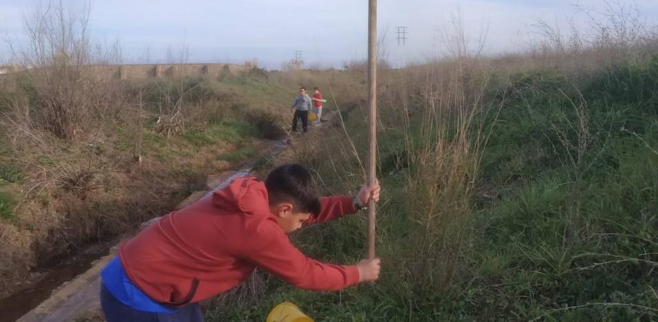 Destrozan los árboles plantados por voluntarios del IES Arroyo Harnina en el Charnecal