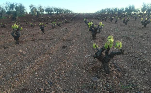 Las exportaciones internacionales de vino extremeño superan la media nacional