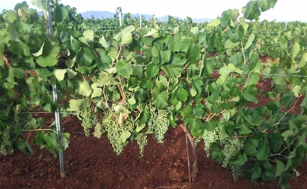 La Comunidad de Labradores pide saber el cuadro financiero del regadío de Tierra de Barros