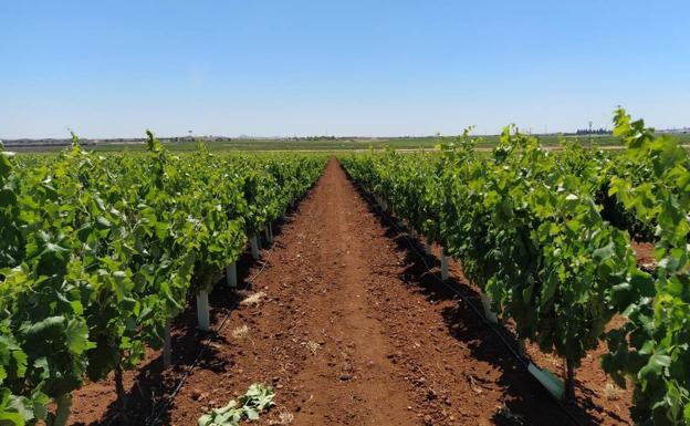Piden a la Junta oficializar los costes de producción de la uva y la aceituna