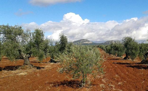 Industriales y productores de Almendralejo logran tumbar la IGP Aceituna Manzanilla Sevilla