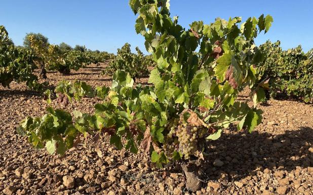 La Comunidad de Labradores acusa a la Unión Extremadura de hacer bajar los precios de la uva