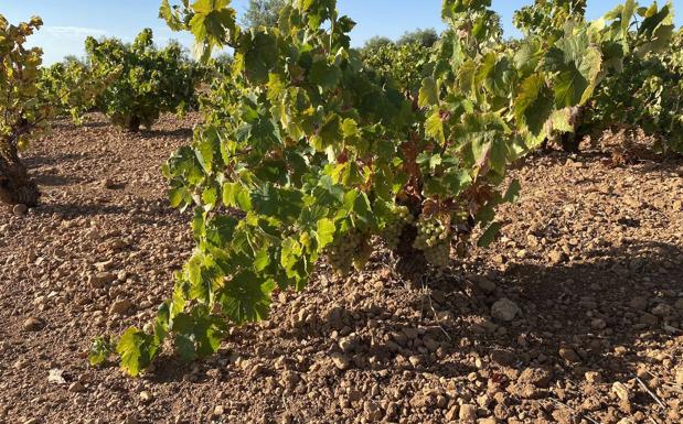 Estiman que la cosecha de uva será de unos 3 millones de hectólitros