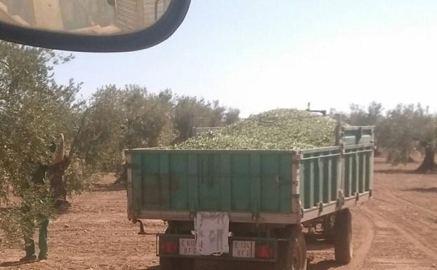 Apag Extremadura estima la reducción de la cosecha de aceituna de verdeo en un 85%