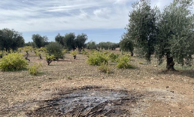 Critican que se prohíba quemar restos de poda en el campo