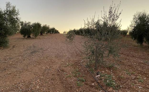 La Junta autoriza la firma del convenio para financiar el regadío de Tierra de Barros