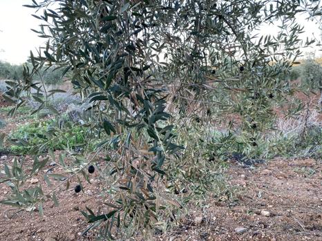 Los agricultores piden que se extreme la vigilancia frente al rebusco en el campo y en los puestos